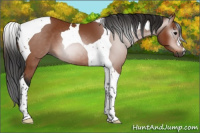 Horse Color:Gray Bay Tobiano 