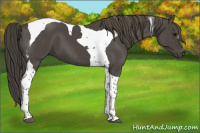 Horse Color:Smoky Black Tobiano 