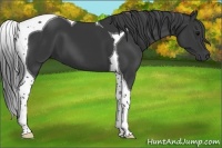 Horse Color:Black Tobiano 