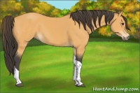 Horse Color:Buckskin Tobiano 