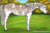 Horse Color:White Spotted Liver Red Dun Mushroom Splash 