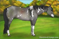 Horse Color:Platinum White Spotted Brown Dun Tobiano Rabicano 