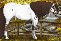 Horse Color:Liver Red Roan Near Fewspot 