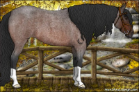 Horse Color:Brown Roan