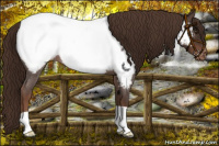 Horse Color:Liver Red Roan Appaloosa 