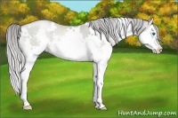 Horse Color:Platinum White Spotted Chocolate Palomino Pearl Splash 