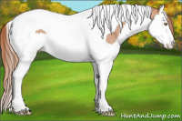 Horse Color:Gold Champagne Splash Tobiano Rabicano 