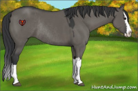 Horse Color:Grullo Splash Rabicano 