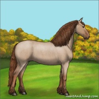 Horse Color:Red Dun Roan 