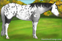 Horse Color:Gray Black Splash Appaloosa Rabicano 