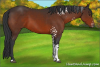 Horse Color:White Spotted Brown