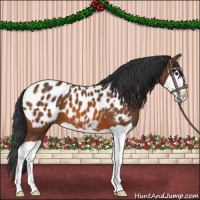 Horse Color:Bay Splash Appaloosa