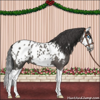 Horse Color:Grullo Splash Frame Appaloosa 