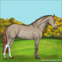 Horse Color:Liver Red Dun Rabicano 