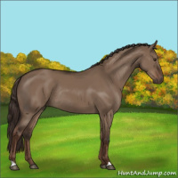 Horse Color:Liver Red Dun Rabicano 