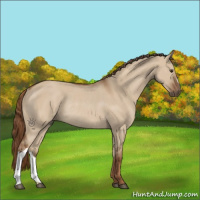 Horse Color:Red Dun Rabicano 