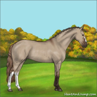 Horse Color:Liver Red Dun Rabicano 