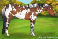 Horse Color:White Spotted Bay