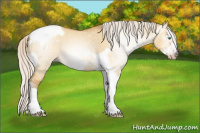 Horse Color:Gray Silver Amber Cream Champagne Roan Dun Splash Tobiano Frame Appaloosa Rabicano 
