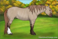 Horse Color:Liver Red Dun Rabicano