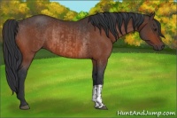 Horse Color:Brown Rabicano  and Bay Rabicano 