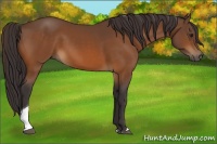 Horse Color:Buckskin Tobiano 