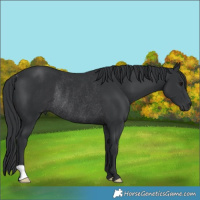 Horse Color:Black Rabicano 