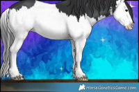 Horse Color:White Spotted Black Splash