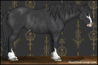 Horse Color:Black Sabino Rabicano 