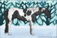 Horse Color:Black Tobiano 