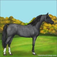 Horse Color:Blue Roan Tobiano 