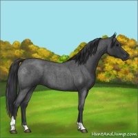 Horse Color:Blue Roan Tobiano 