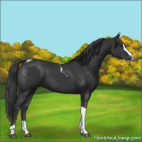 Horse Color:Black Splash Tobiano 