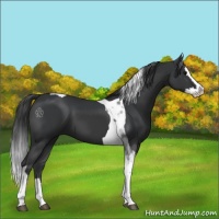 Horse Color:Black Splash Tobiano 