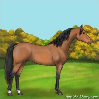 Horse Color:Bay Roan 