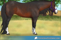 Horse Color:Brown 