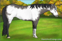 Horse Color:Grullo Frame 