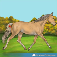 Horse Color:Palomino Dun 