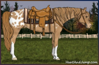 Horse Color:Chestnut Appaloosa 