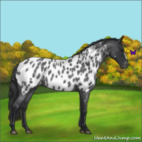 Horse Color:Blue Roan Near Leopard 