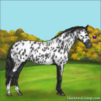 Horse Color:Blue Roan Near Leopard 