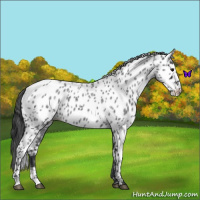 Horse Color:Blue Roan Leopard