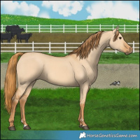 Horse Color:Red Dun 