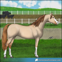 Horse Color:Red Dun 