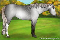 Horse Color:Gray Silver Blue Roan 