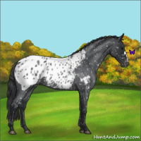 Horse Color:Blue Roan Appaloosa 