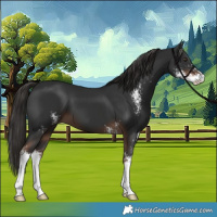 Horse Color:Liver Chestnut Sabino 