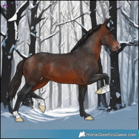 Horse Color:Brown Appaloosa 