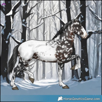 Horse Color:Brown Appaloosa
