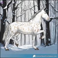 Horse Color:Silver Buckskin Dun Appaloosa 